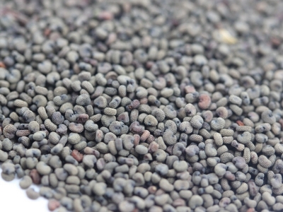 剪秋蘿種子播種之后多久可以開(kāi)花？