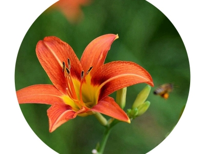 大花萱草種子的市場價格是多少？