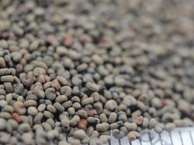 剪秋蘿種子的播種時(shí)間是什么時(shí)候？