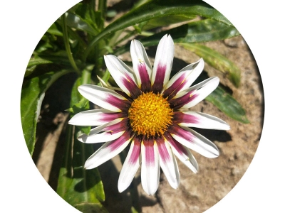 勛章菊種子的零售價(jià)格是多少錢1斤？