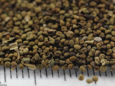 半枝蓮種子的市場(chǎng)價(jià)格是多少？