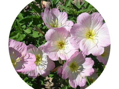 夜來香種子的播種時(shí)間是什么時(shí)候？