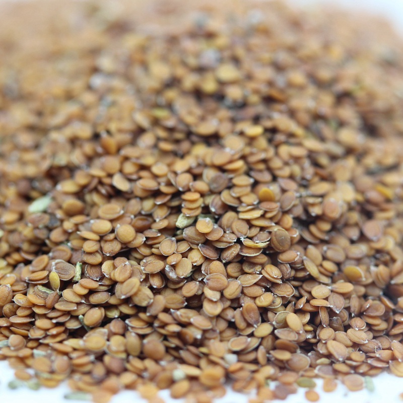 香雪球種子 香雪球種子