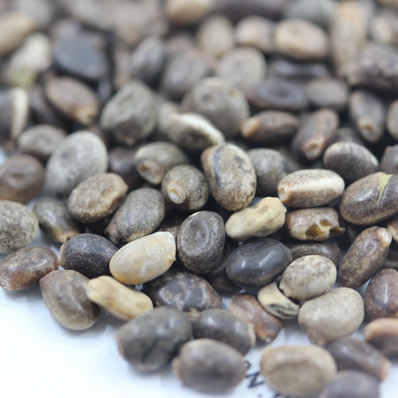 魯冰花種子 魯冰花種子