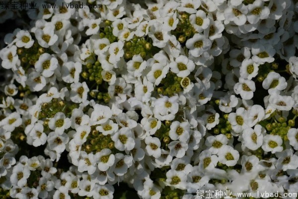 香雪球種子 香雪球種子