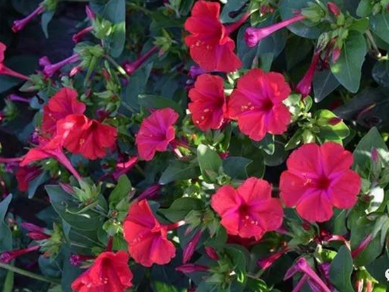 1589870209995981.jpg 微信圖片_20200519142605.jpg