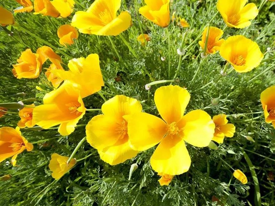 1590029298460154.jpg 微信圖片_20200521103221.jpg