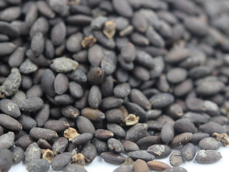 1590155265398390.jpg 鼠尾草 (4).JPG