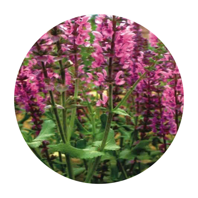 1590155272959045.jpg 50.jpg