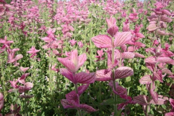 1577288306788602.jpg 1_副本.jpg