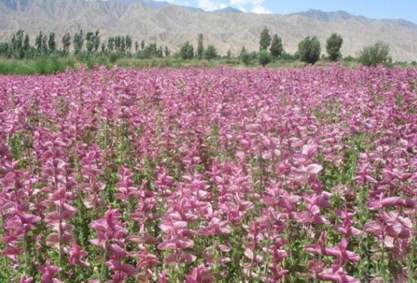 1577288313544991.jpg 2_副本.jpg