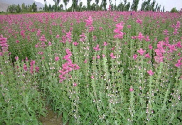 1577288320600042.jpg 3_副本.jpg