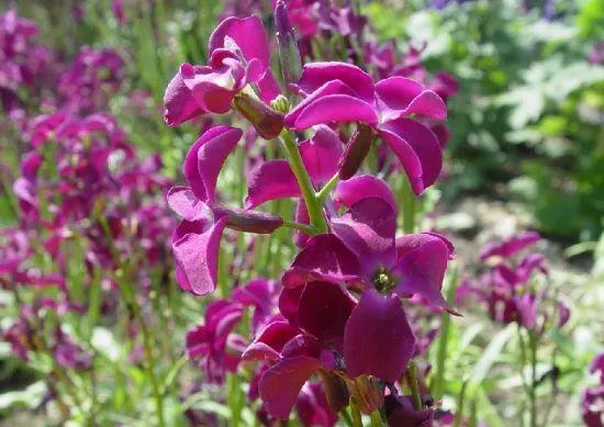 1590713664498602.jpg R6yMPr629w5EpY.jpg