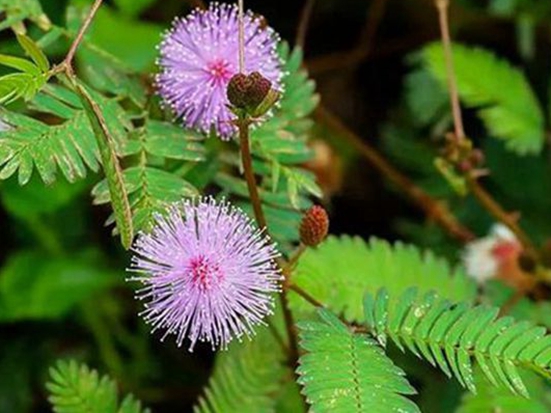 1590719221472220.jpg 1590719221472220.jpg