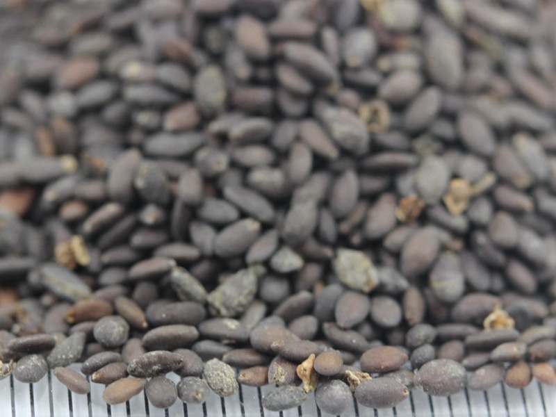 1590933674734568.jpg 鼠尾草 (7).JPG