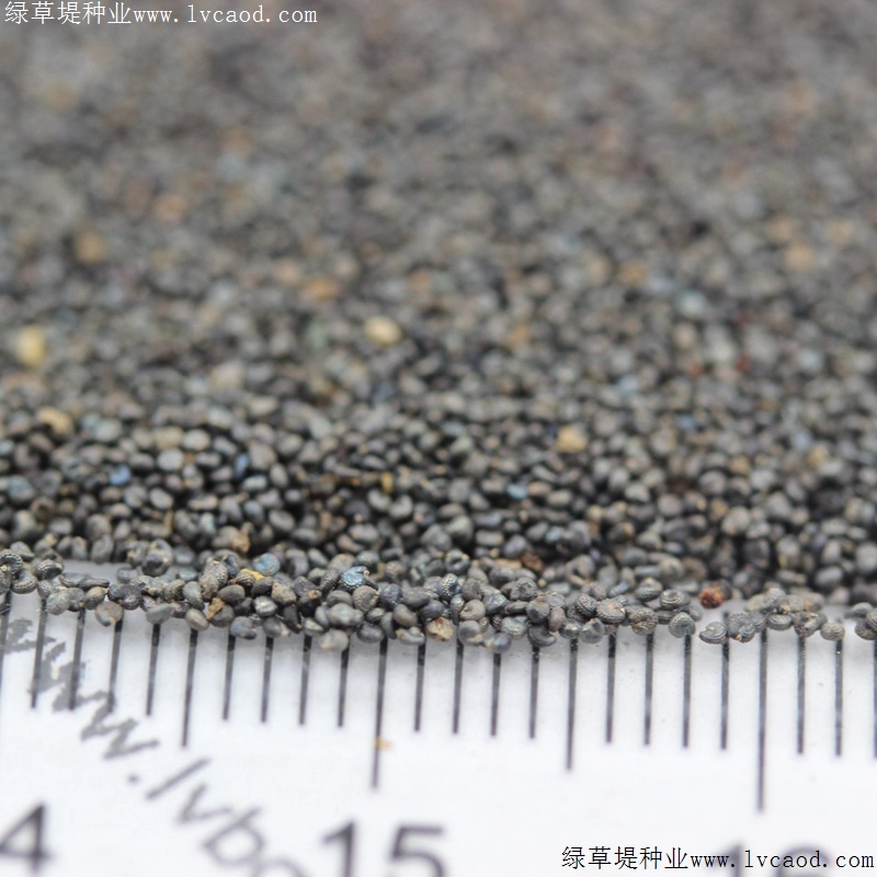 松葉牡丹 松葉牡丹