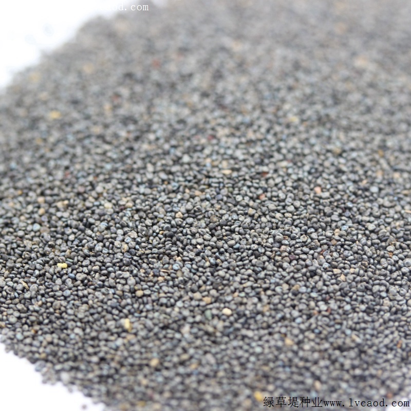 松葉牡丹 松葉牡丹