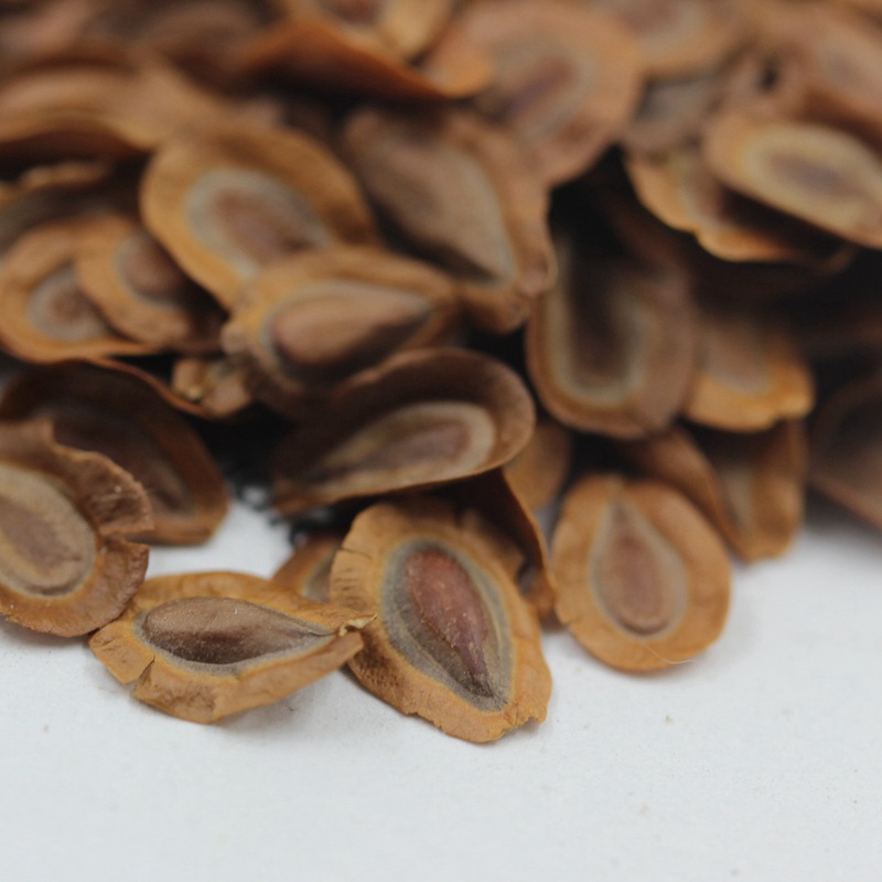 馬利筋種子 馬利筋種子