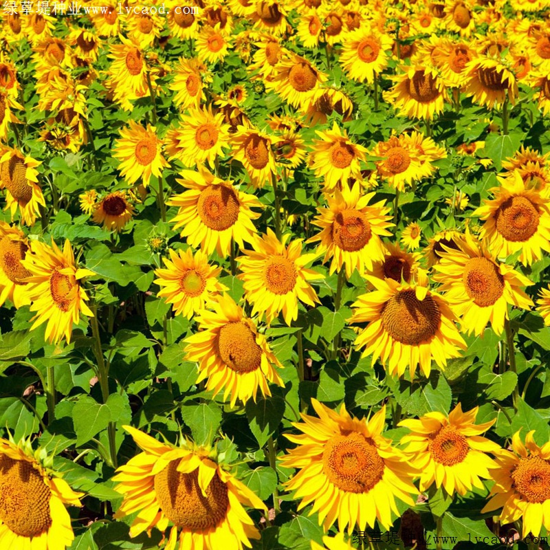 多頭向日葵 多頭向日葵