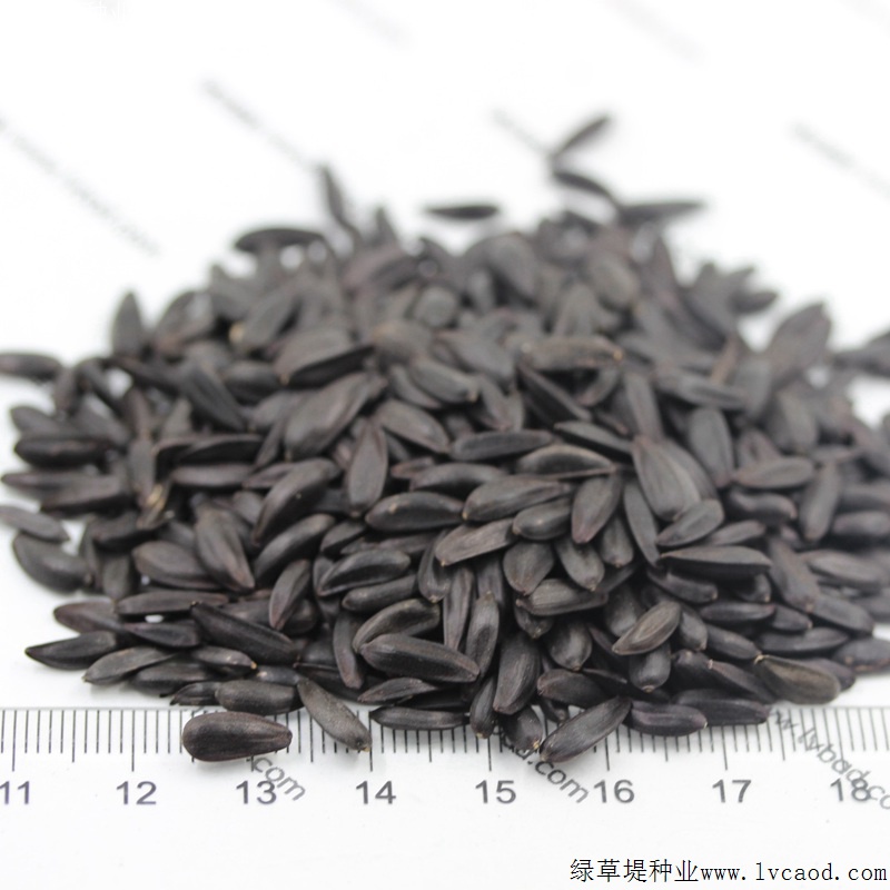 多頭向日葵 多頭向日葵