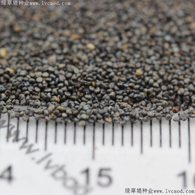 松葉牡丹 松葉牡丹