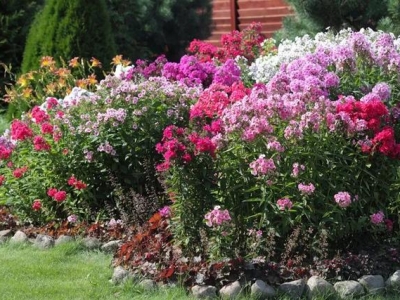 福祿考種子怎么播種養(yǎng)護(hù)呢？