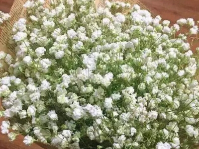 霞草種子應(yīng)該在幾月份播種？