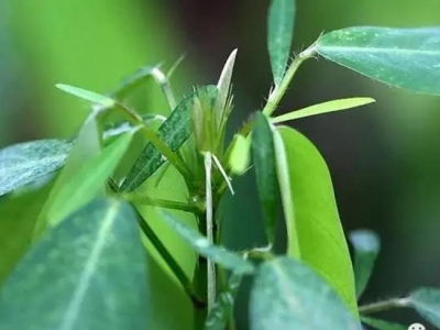 七個注意幫您提高跳舞草種子的播種成活率