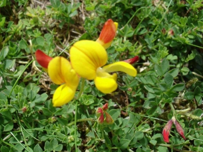 百脈根種子的市場(chǎng)價(jià)格是多少？