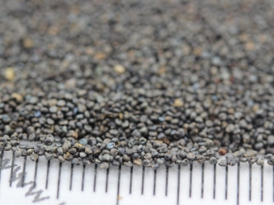 松葉牡丹種子的市場價(jià)格是多少？