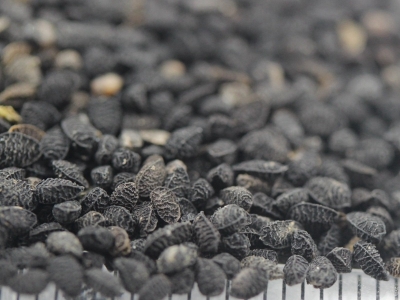 黑種草種子應(yīng)該什么時候播種？