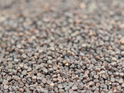 高雪輪種子的市場價格是多少？