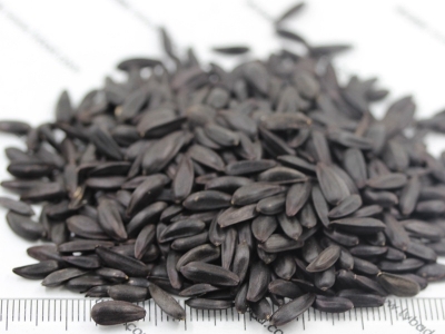 多頭向日葵種子什么時(shí)候播種生長(zhǎng)好？