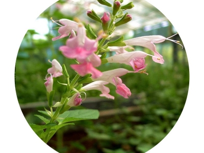 粉萼鼠尾草種子的市場價格是多少？