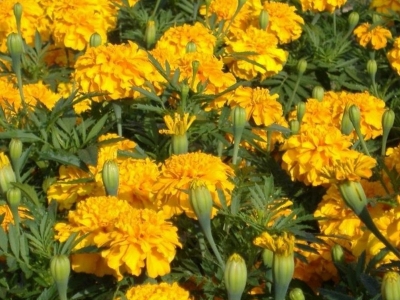 黃菊花種子的零售價(jià)格是多少？