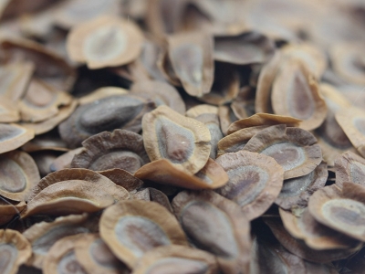 馬利筋種子的市場價格是多少？