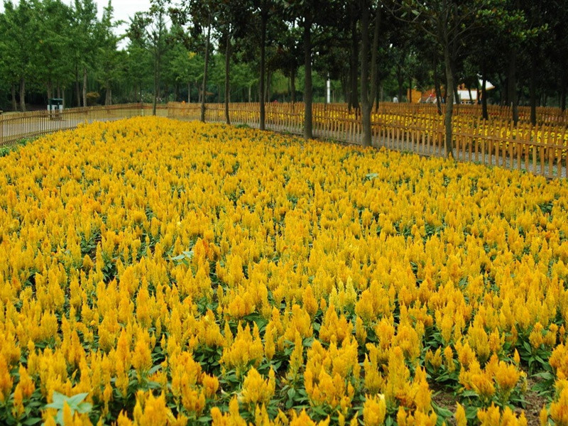 火焰雞冠花 火焰雞冠花