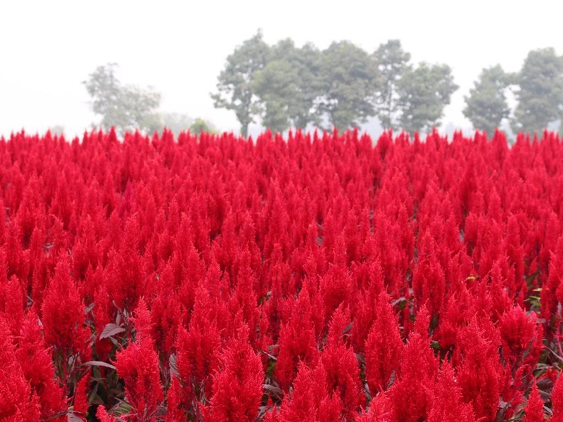 火焰雞冠花 火焰雞冠花