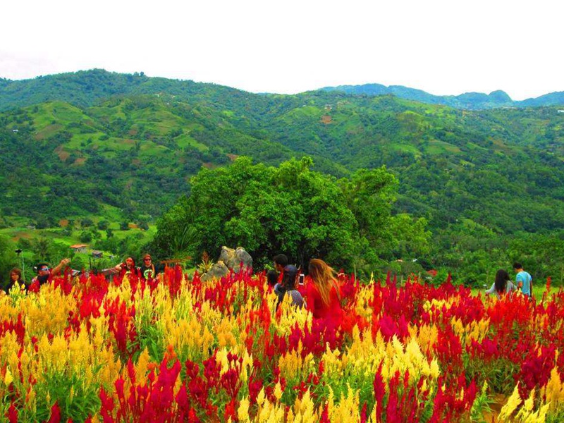 火焰雞冠花 火焰雞冠花