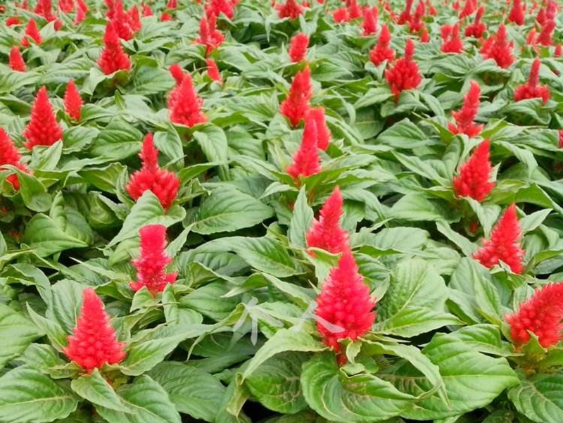 火焰雞冠花 火焰雞冠花