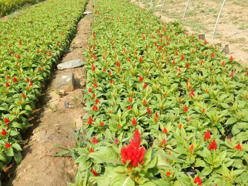 火焰雞冠花 火焰雞冠花