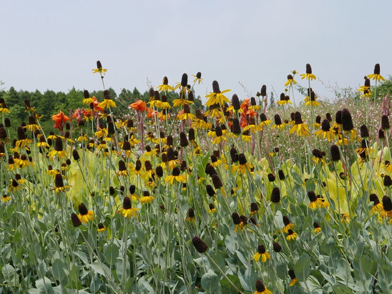 草原松果菊 草原松果菊