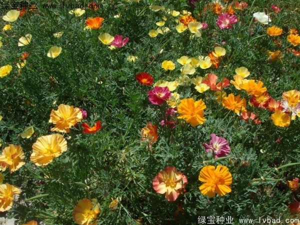 花菱草種子 花菱草種子