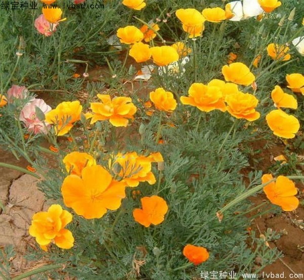 花菱草種子 花菱草種子