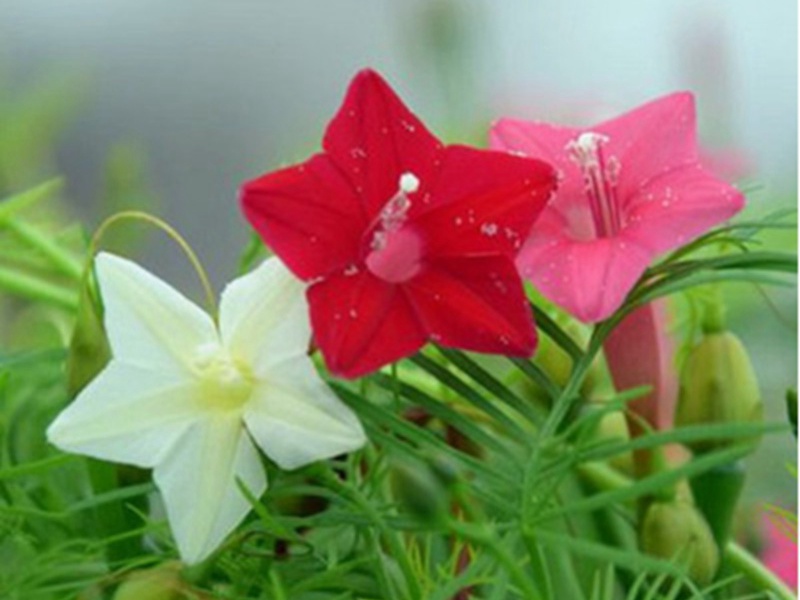 1591193516148139.jpg 9.jpg