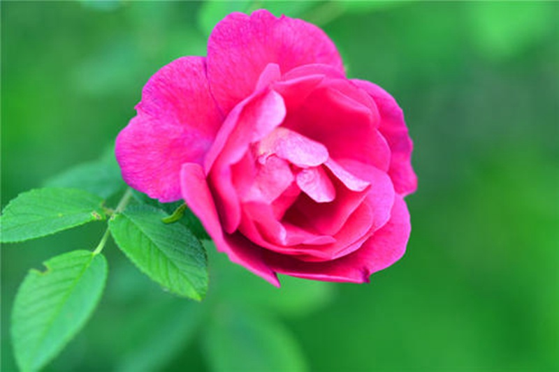 1591533585414537.jpg 3.jpg