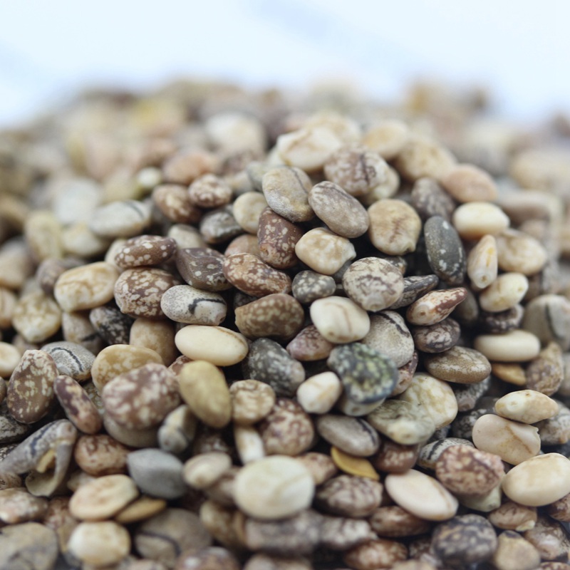 1591533755308071.jpg 羽扇豆 (3).JPG