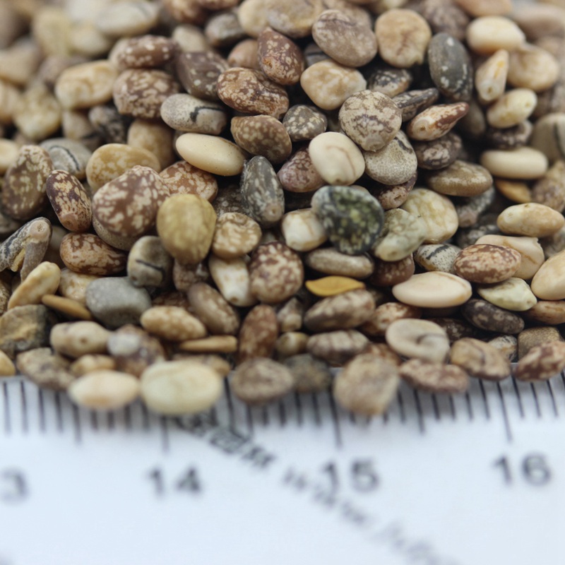 1591533767502413.jpg 羽扇豆 (8).JPG