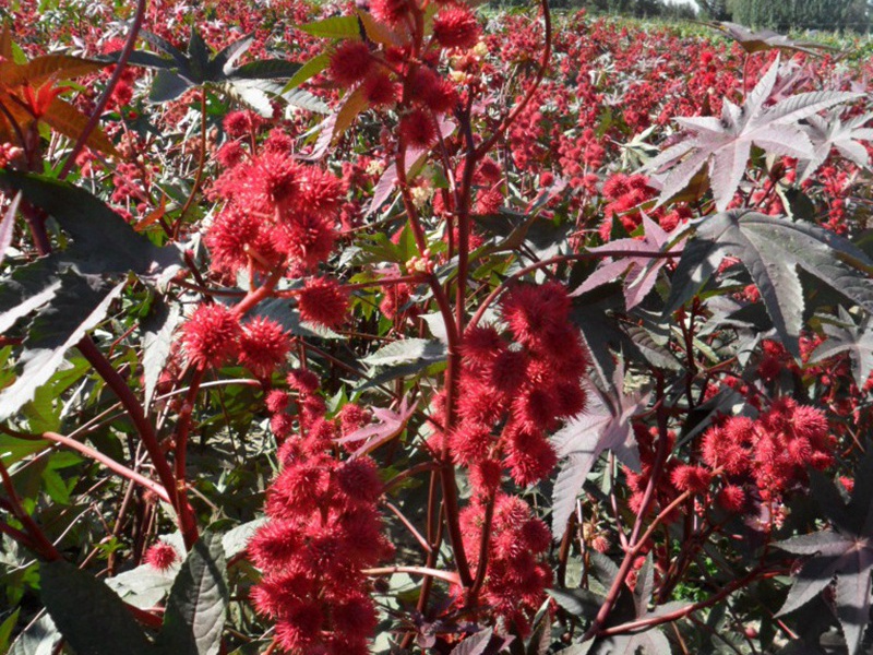 1591535076450747.jpg 3.jpg