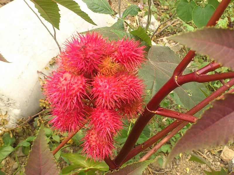 1592662729497909.jpg 2.jpg